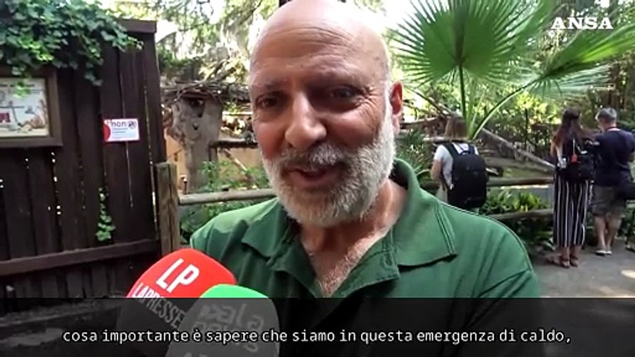Caldo, al Bioparco di Roma ghiaccioli e piscine per aiutare gli animali