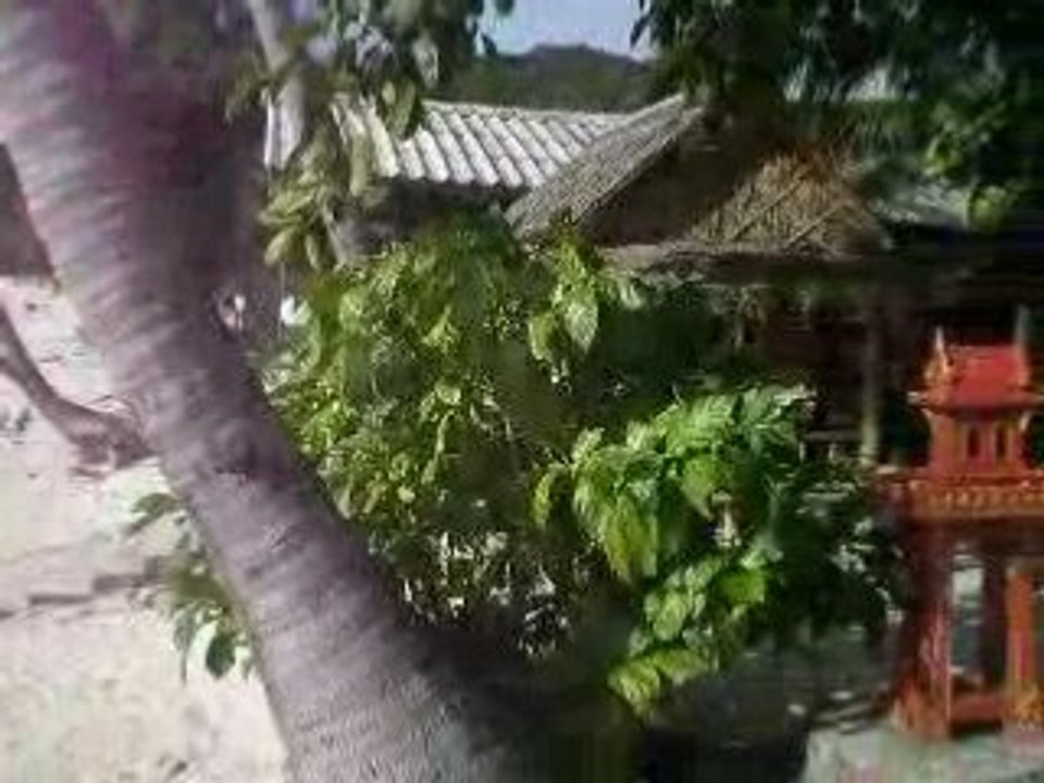 Arrivee dans la jungle