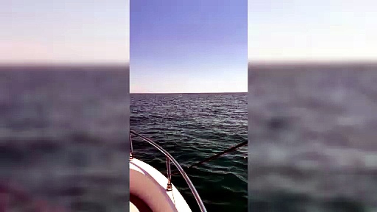 delfini
