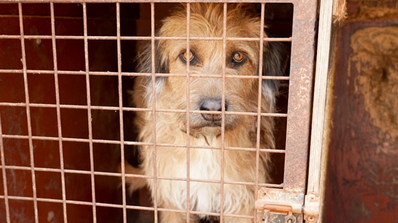 Incendie de Fontainebleau : la course contre la montre pour sauver 80 chiens