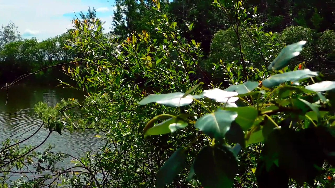 A peaceful view of trees and foliage surrounding a tranquil lake.