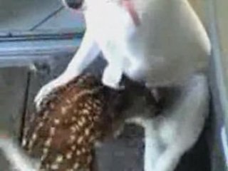 Dog Feeds Deer
