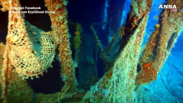 Avvistato uno squalo bianco nel Canale di Sicilia