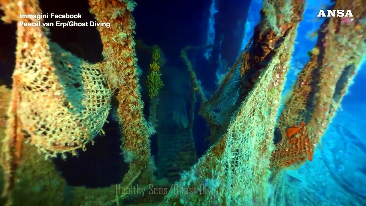 Avvistato uno squalo bianco nel Canale di Sicilia