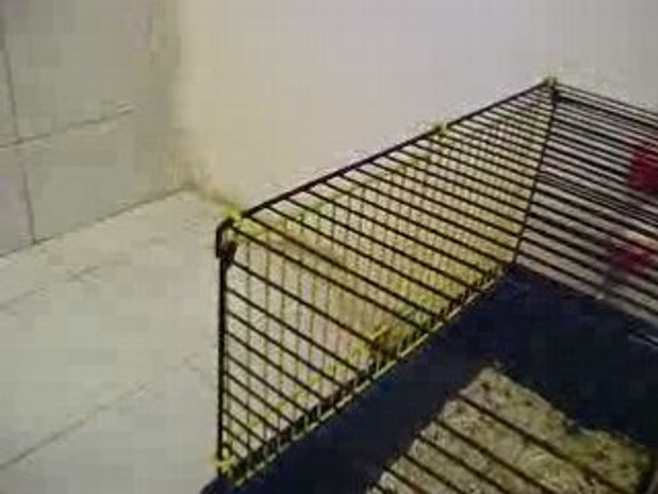 javel rat sauteur