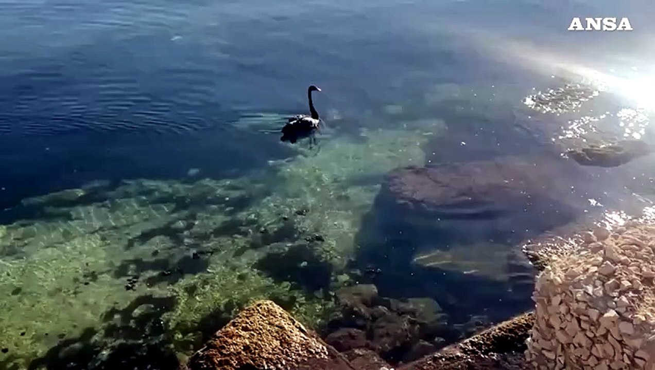 Bari, un cigno nero nel porto vecchio
