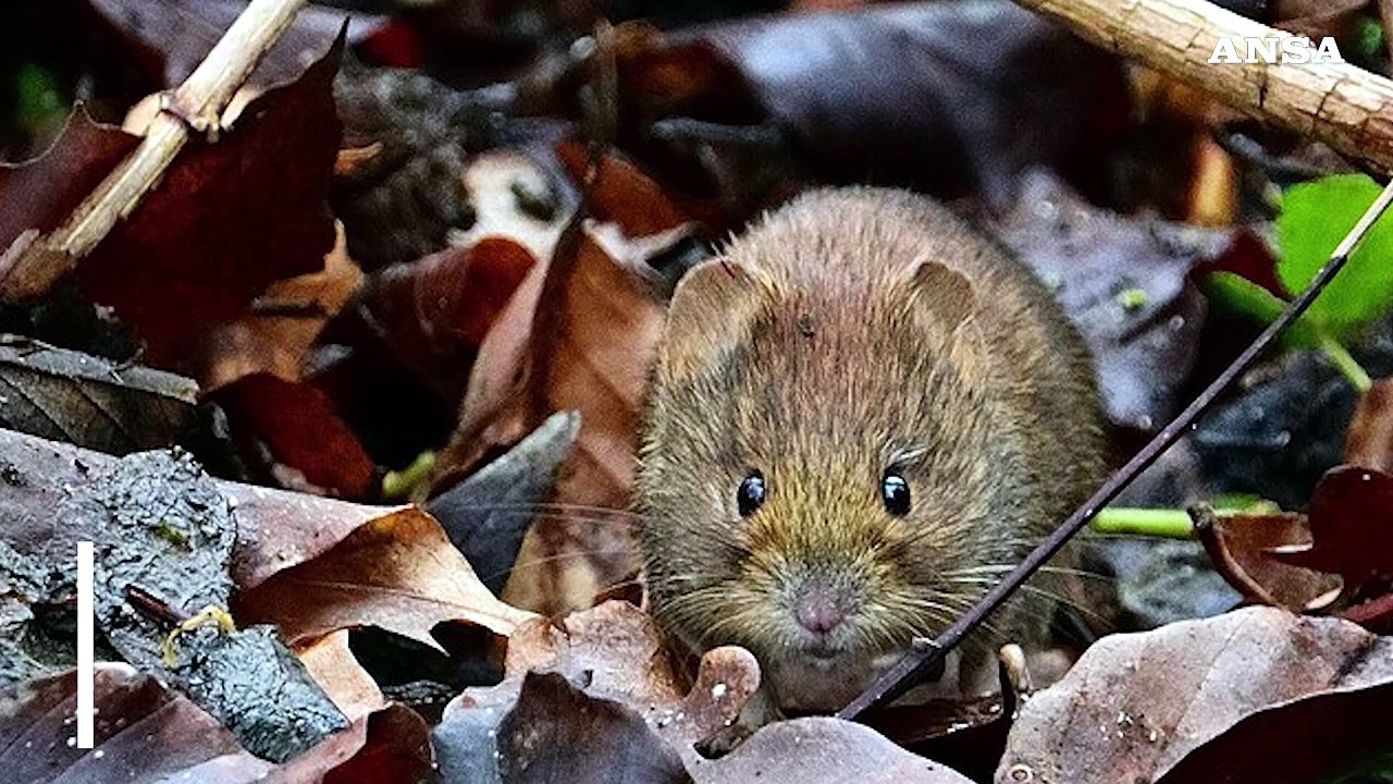 Cos'e' l'hantavirus, come si trasmette e cosa provoca