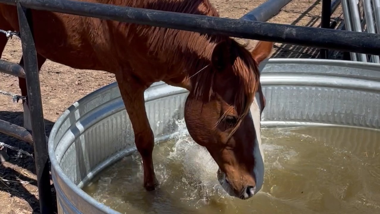 Heartwarming Rescue Horse Aids Owner in Cleaning Water Trough