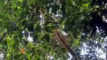 Did I Spot an Owl in a Giant Banyan Tree? 🦉🌳 | Nature Sighting in Tripura, India