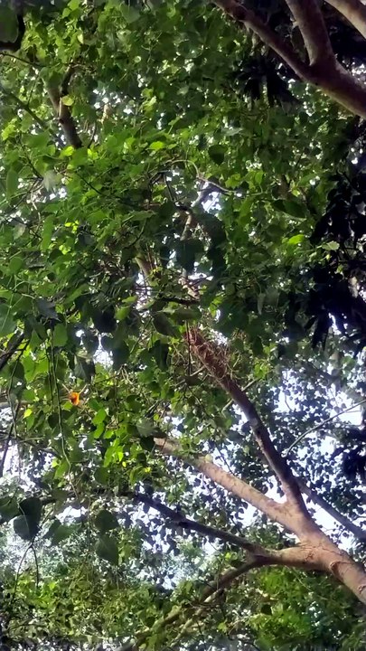 Did I Spot an Owl in a Giant Banyan Tree? 🦉🌳 | Nature Sighting in Tripura, India
