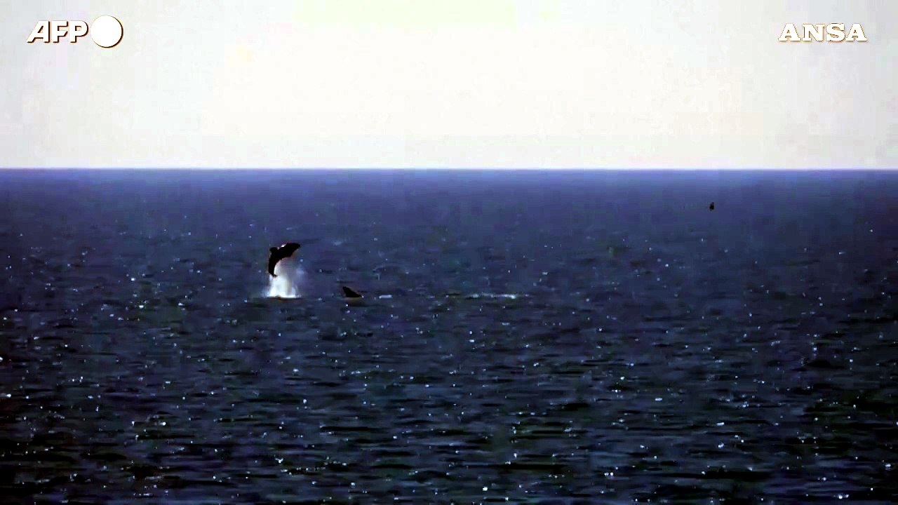 Avvistati delfini al largo della costa di Brighton, nel sud dell'Inghilterra