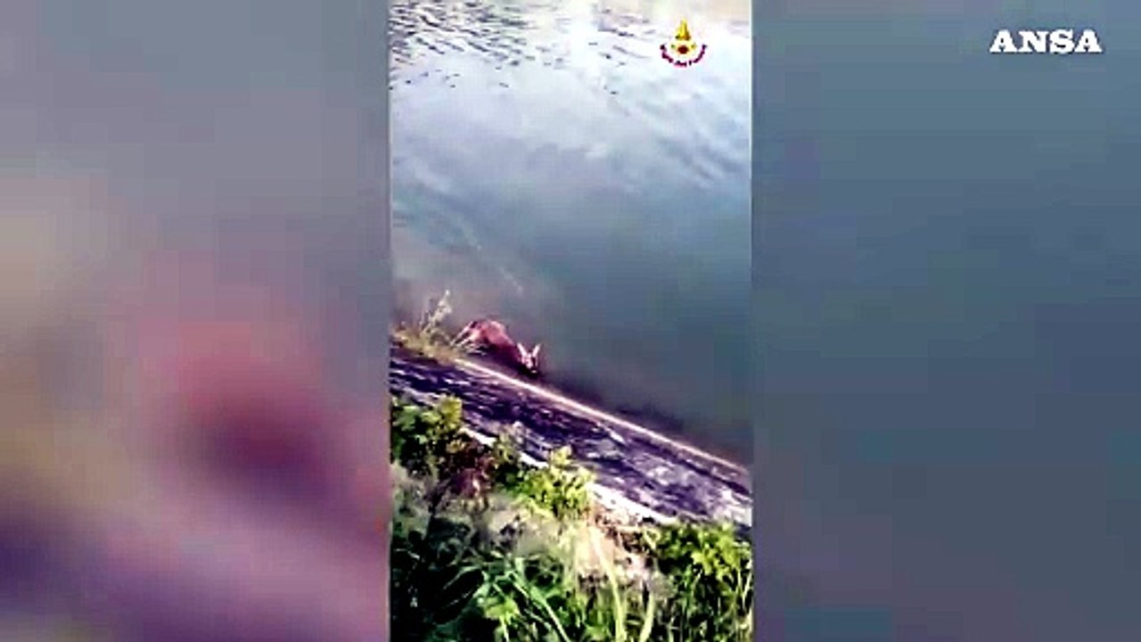 Vigili del fuoco salvano un capriolo finito in un canale nel Ternano
