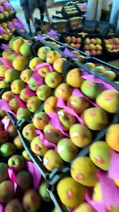 على دقات الطبول.. مزاد المانجا يشعل حركة البيع والشراء في الإسماعيلية