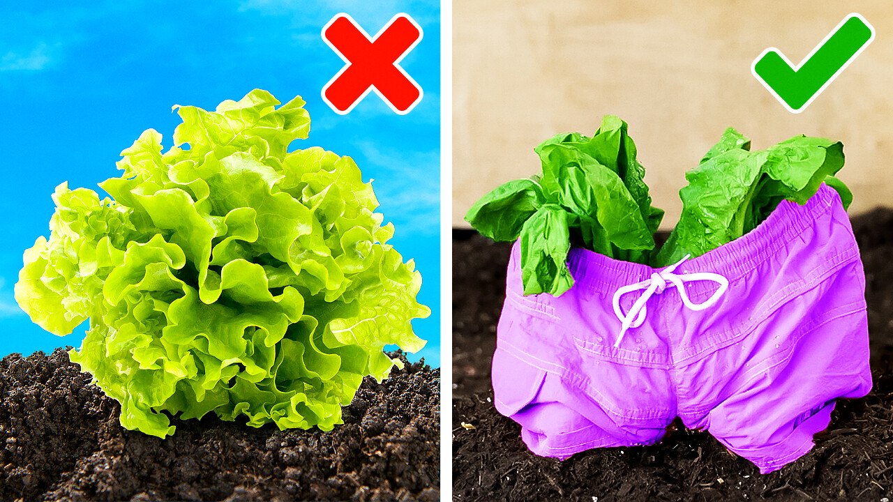 Creative Gardening Hacks to Cultivate Anywhere