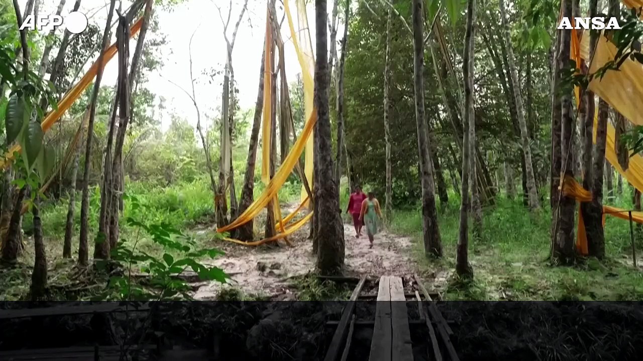 Indonesia, foresta pluviale disboscata per piantagioni aziendali: abitanti indignati
