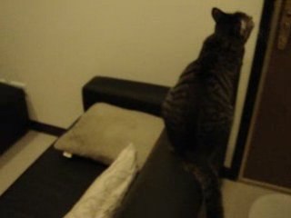 Miaou miaou