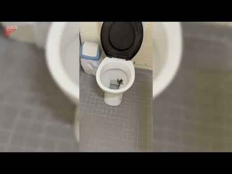 Frog Hides Inside Toilet