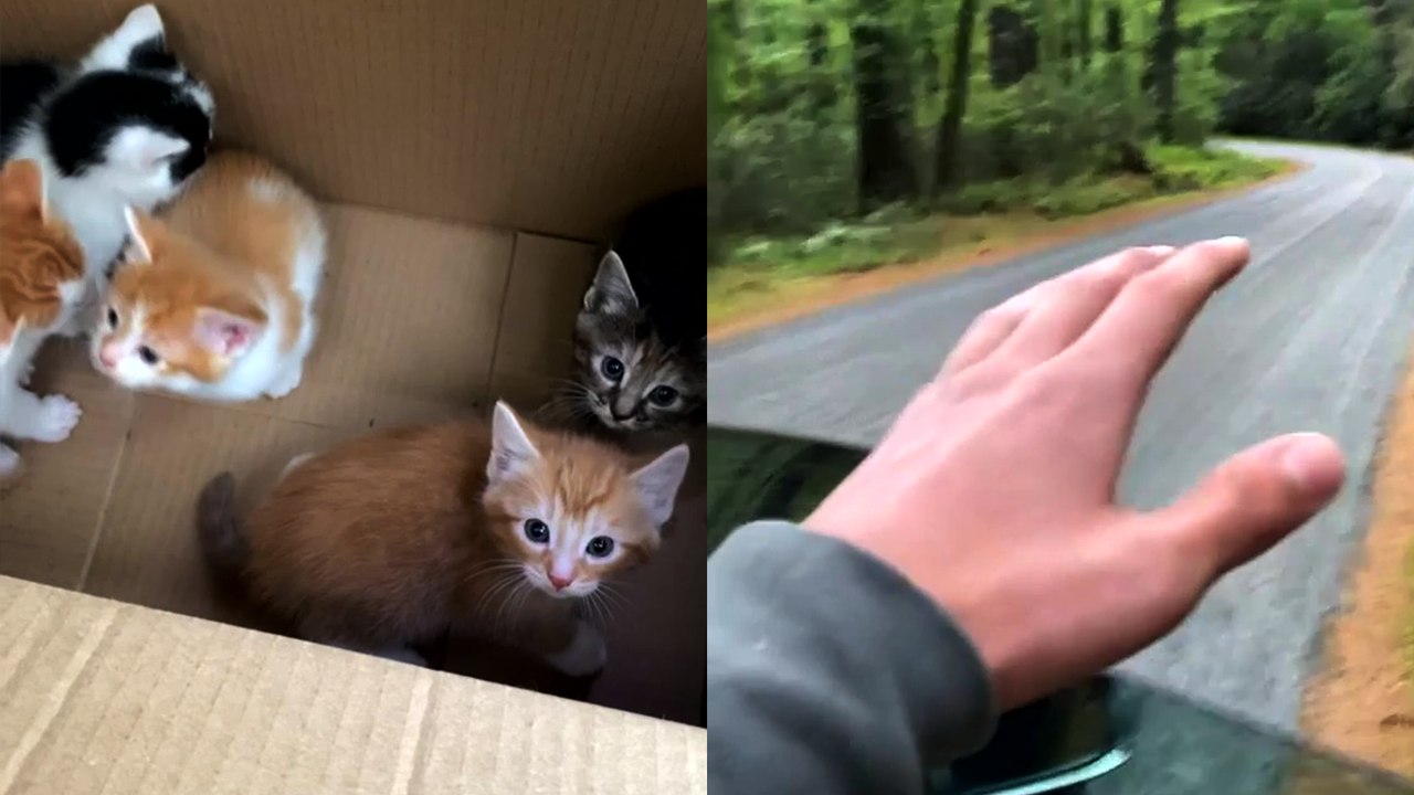 Heartbreaking Discovery: Six Abandoned Kittens Found in Sparta Woods