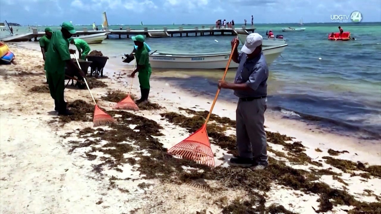 Arribo de sargazo a Guayabitos es inusual, pero no representa riesgo para los bañistas