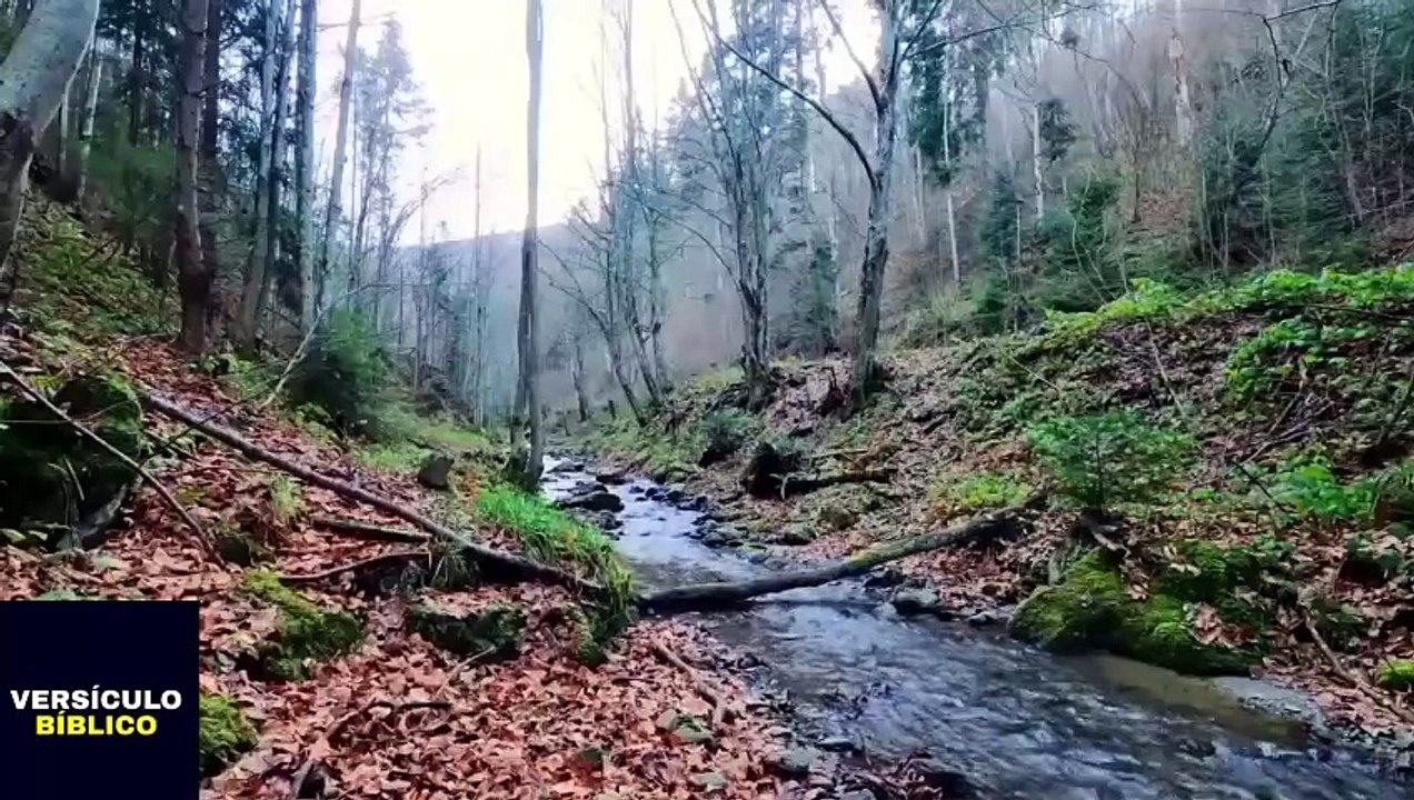 ORAÇÃO DO SALMOS 51 - TENHA UMA VIDA NOVA EM DEUS.