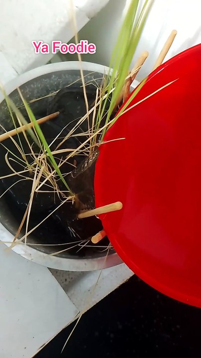 Go to rental house to check rice and do works