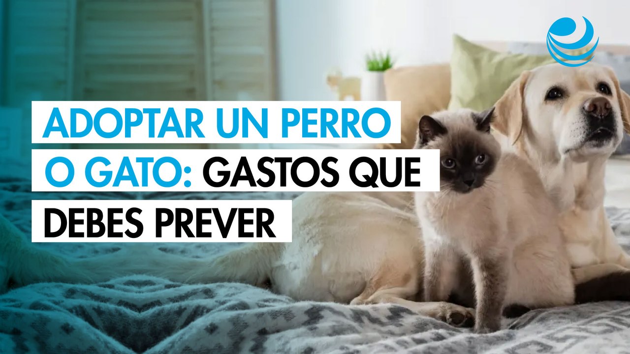 Adoptar un perro o gato: 3 tipos de gastos que debes planear para cuidar tu bolsillo