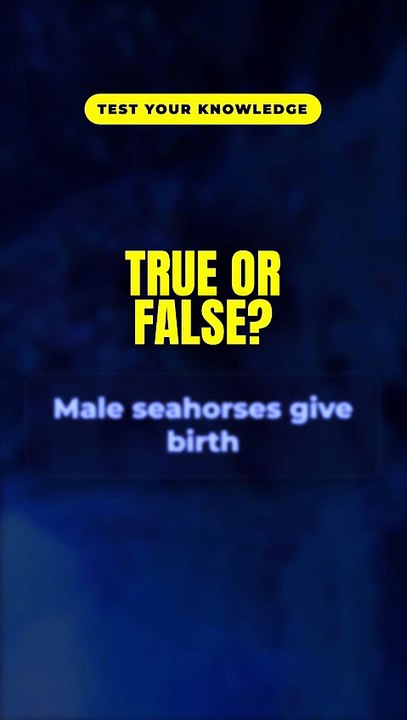 True or False? Male seahorses give birth 🤔