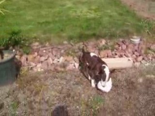 PEGGY LE BULL TERRIER