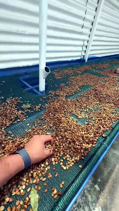 te ayudamos a producir tu marca de cafe