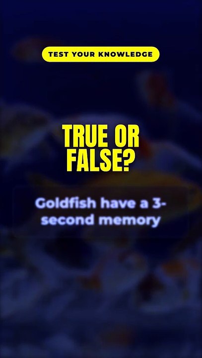 True or False? Goldfish have a 3-second memory 🤔