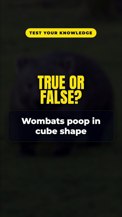 Wombat