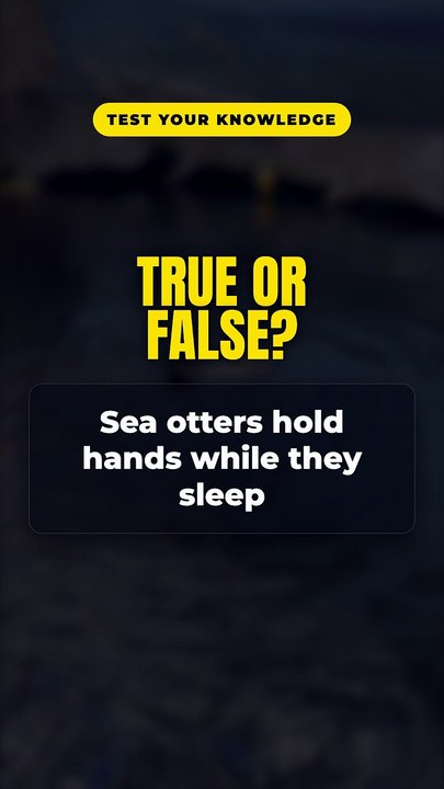 True or False? Sea otters hold hands while they sleep 🤔