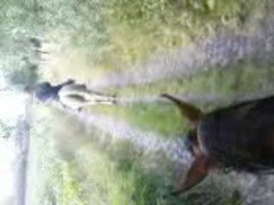 balade vers forêt retour 3