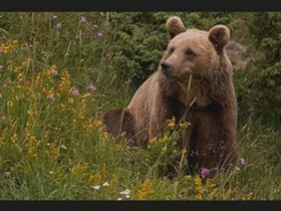 Frère des ours