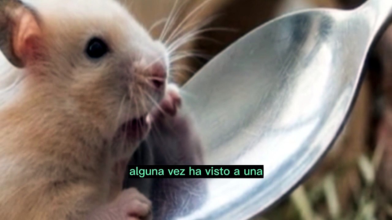 El Hámster vs. Una Cuchara de Metal