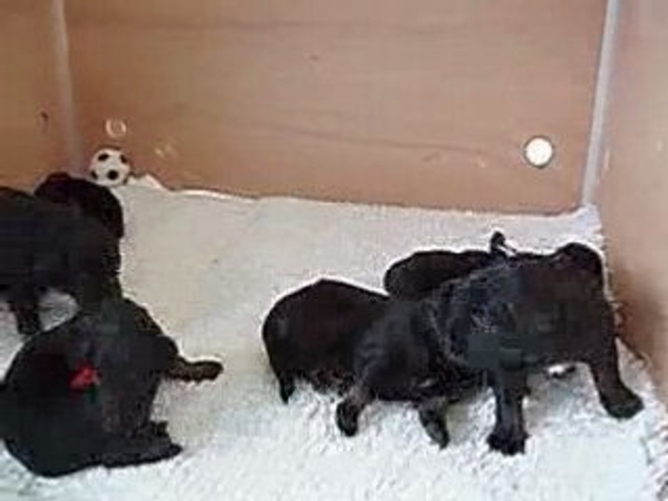 Chiots_2006
