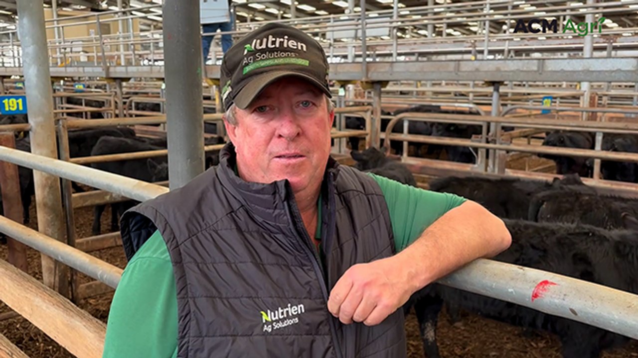 Feedlotters dominate Leongatha sale, buying 70 per cent of weekly yarding