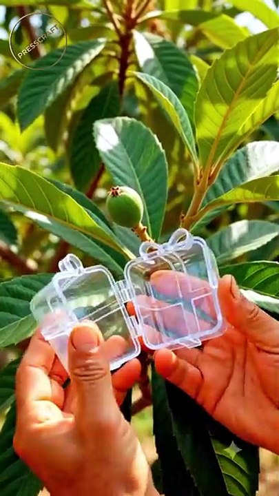 🍊 Loquat Grows into a Perfect Gift Box! 🎁 | Amazing Time-Lapse Farming in 4K #OddlySatisfying #FruitArt #Timelapse