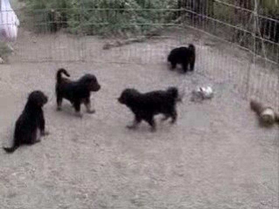 Chiots-canon1