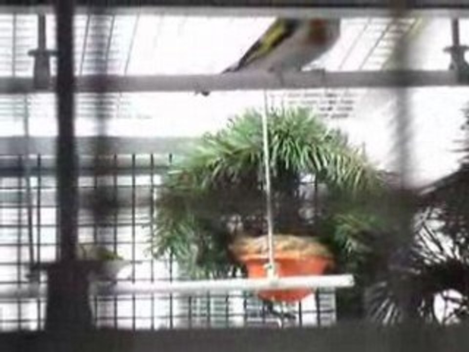 chardonneret agate avec des jeunes aux nid