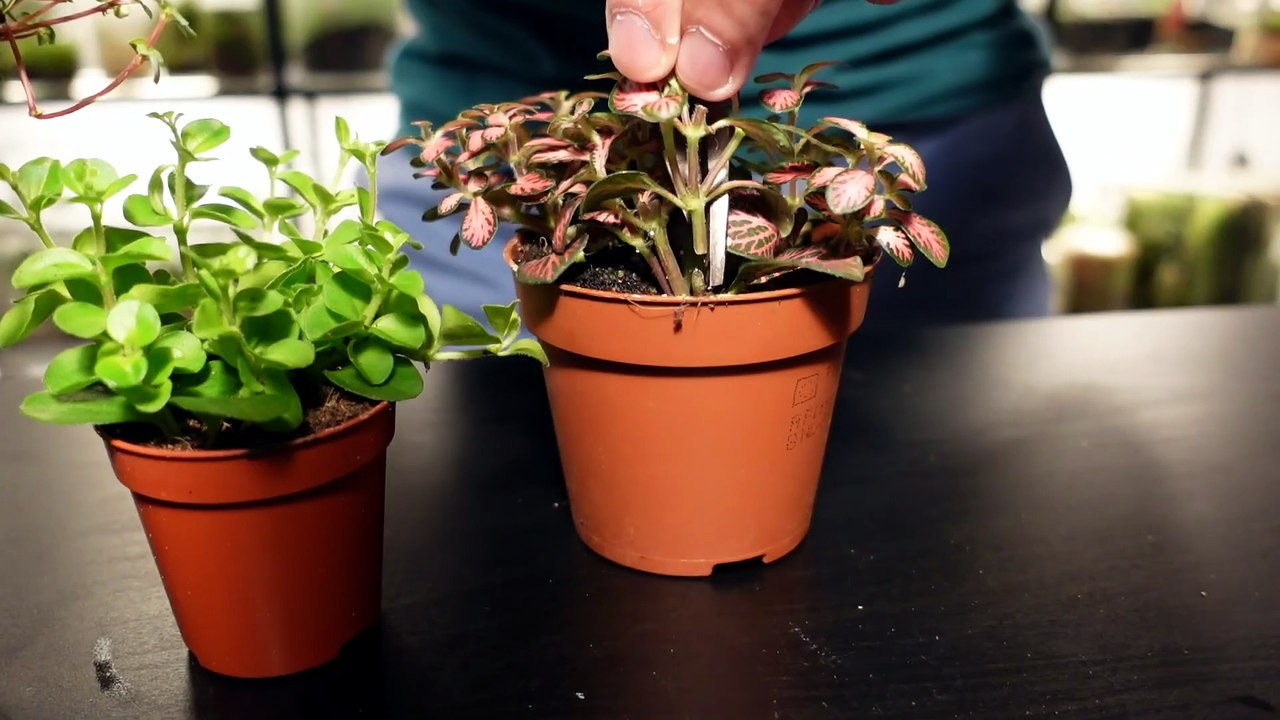 the easiest way to make a terrarium