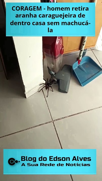 CORAGEM - homem retira aranha caranguejeira de dentro casa sem machucá-la