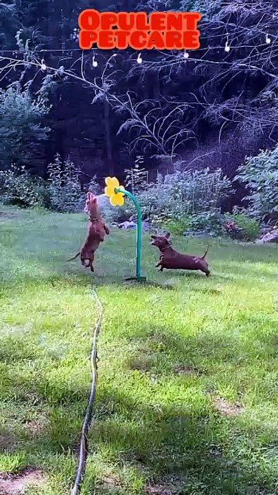 Flower Sprinkler Toy for Dogs – Backyard Water Fun, 60% Off Flash Sale