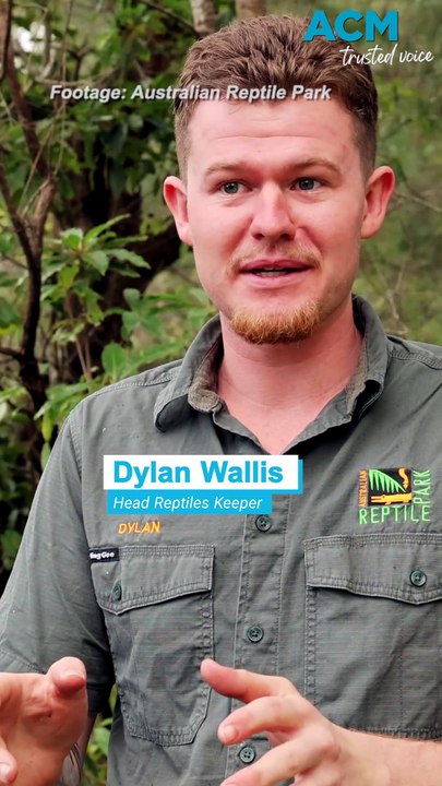 'Capable of eating someone': Aussie reptile park weighs their largest snakes