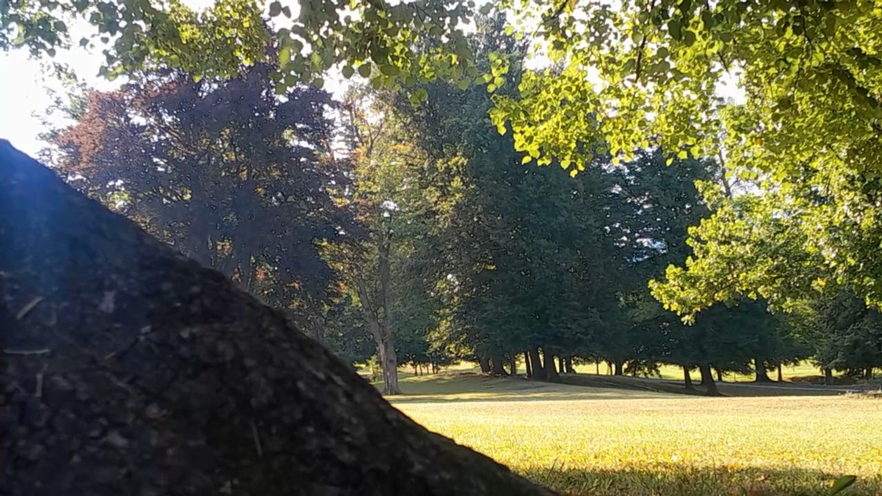 7 Minutes of Pure Nature: Forest Birds, Wind & Park Ambience (Chill ASMR)