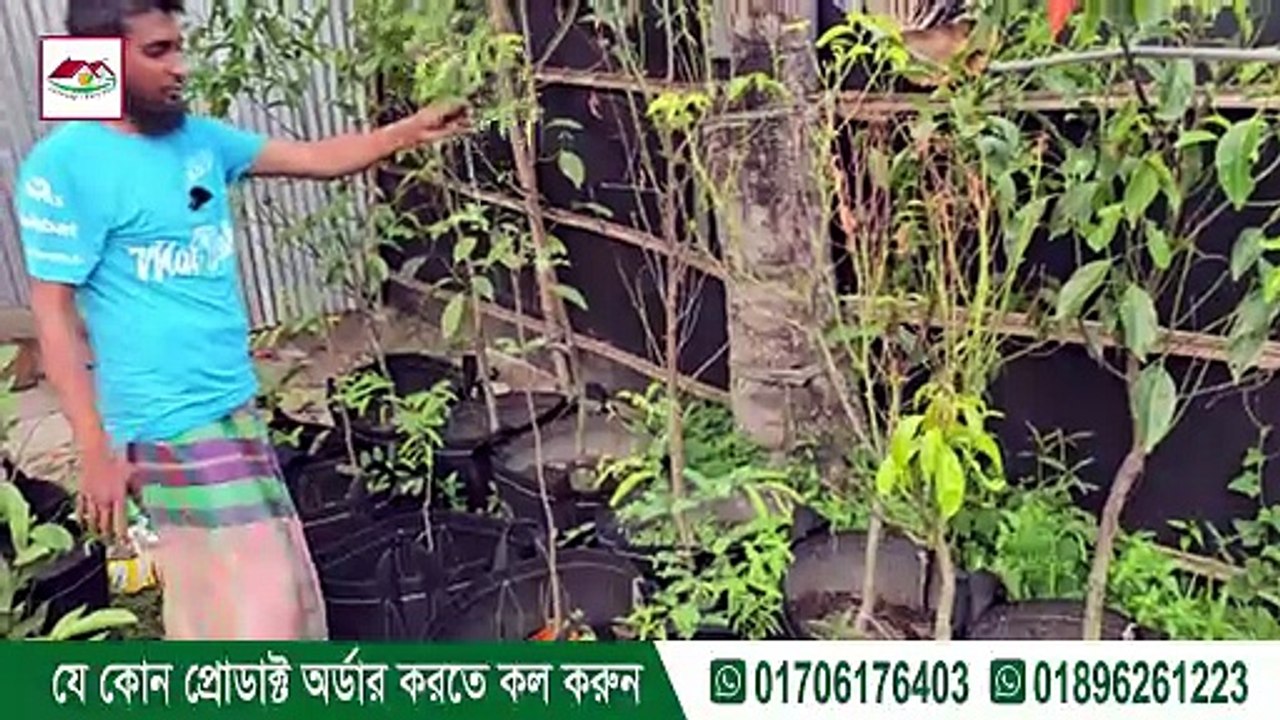 সিরাজ টেকের মাতৃগাছগুলো কেন বেশি প্রুনিং করা হয়? বিস্তারিত জানুন