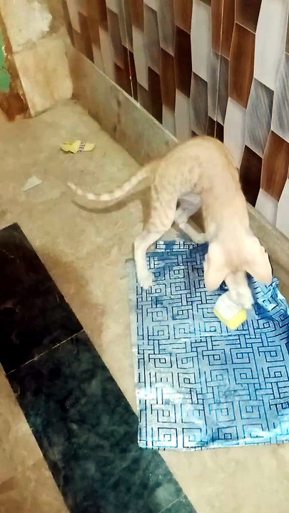 Kitten playing with gift paper #giftpaper #animal #kitten