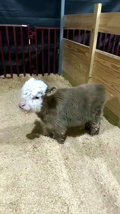 Scottish Highland cattle, only two hours old: