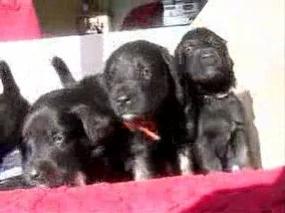 Chiots1-canon