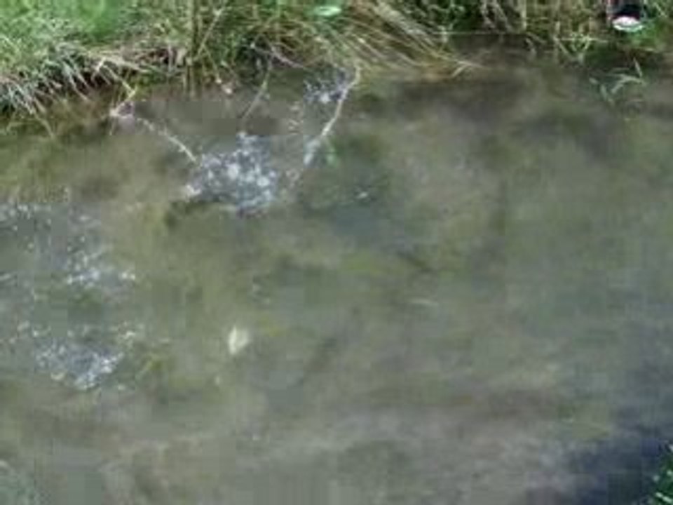 Truites arcs